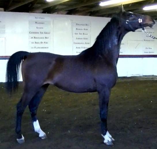 AFIRES SOLDIER++++//