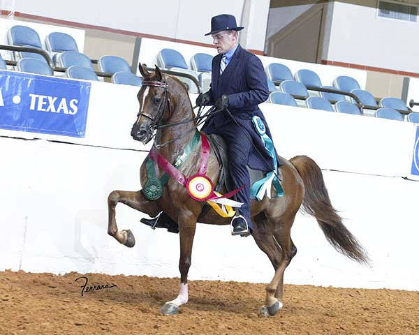 2015 Region 9 Reserve Champion English Pleasure Jr Horse