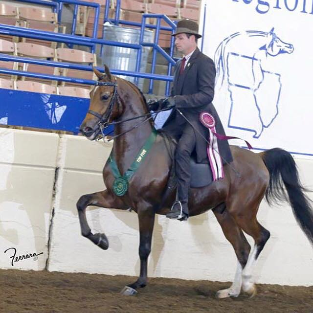 Region 11 Top 5 Country English Pleasure Jr Horse (3rd week in a double bridle)