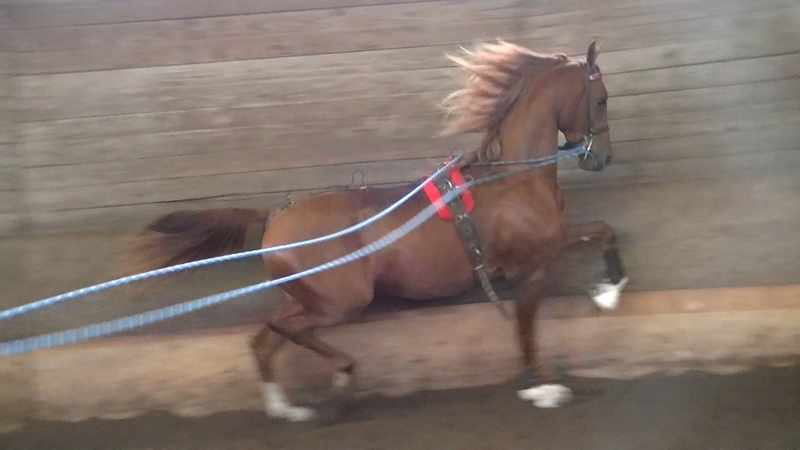 HELLUVA STORM LR (Sunfish LR)