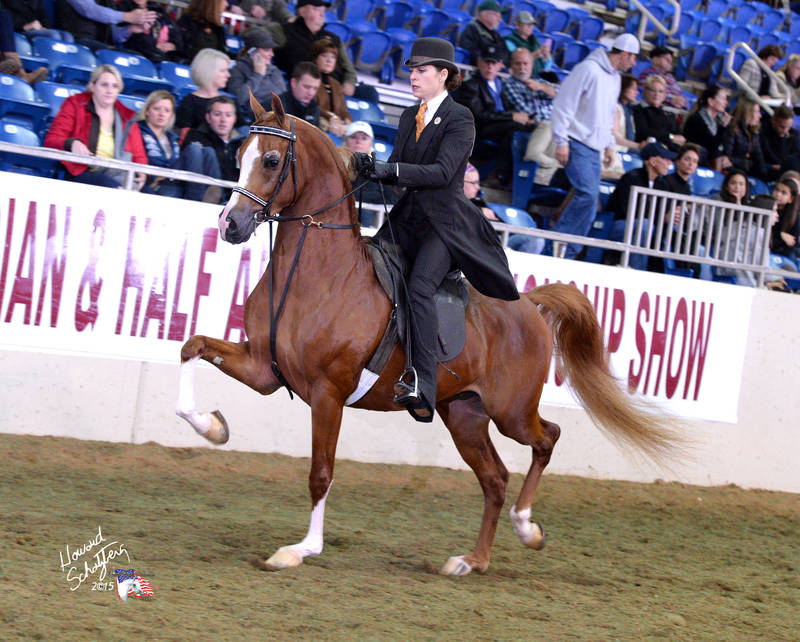 NOBLE RANSOM ~ 2015 U.S. National Top Ten English Pleasure Futurity