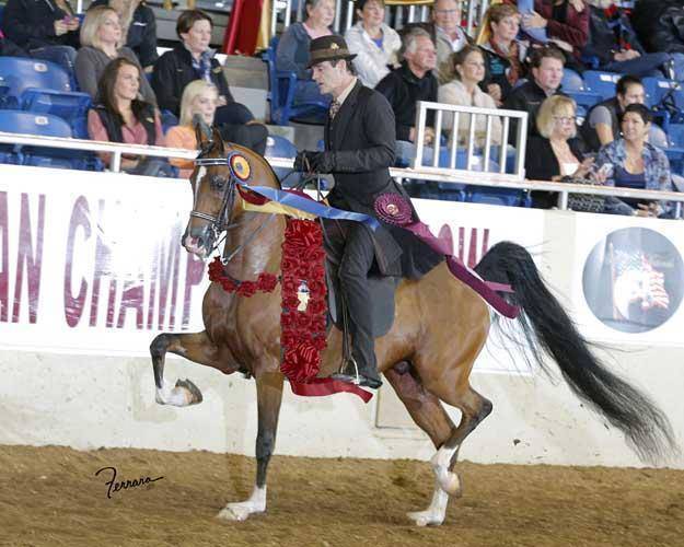 Dam of National Champion AFIRES STYLE (x Afire Bey V)