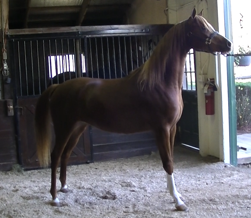 2015 filly BOKARA AFIRE by Afire Bey V