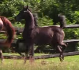 MASTER N COMMANDHEIR