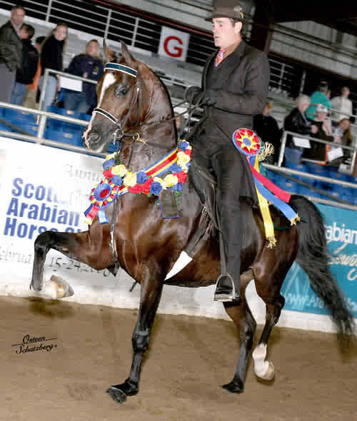 Full sibling to National Champion AEPA Futurity and Country English Pleasure JTR Brave and Noble