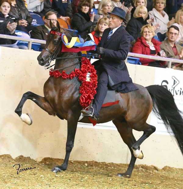 National Champion HA TOSKCAN SUN (sire of Mmambo)