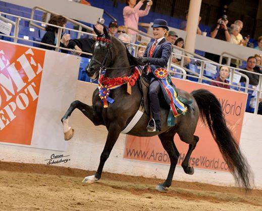 US National Reserve Champion Park NOBLE HERO