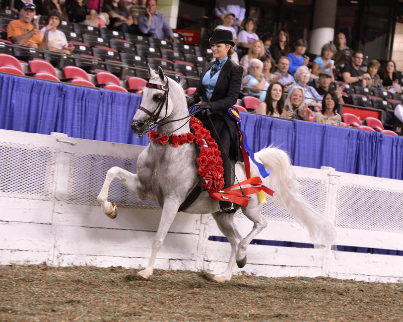 2nd Dam: Multi-National Champion Starr Llight