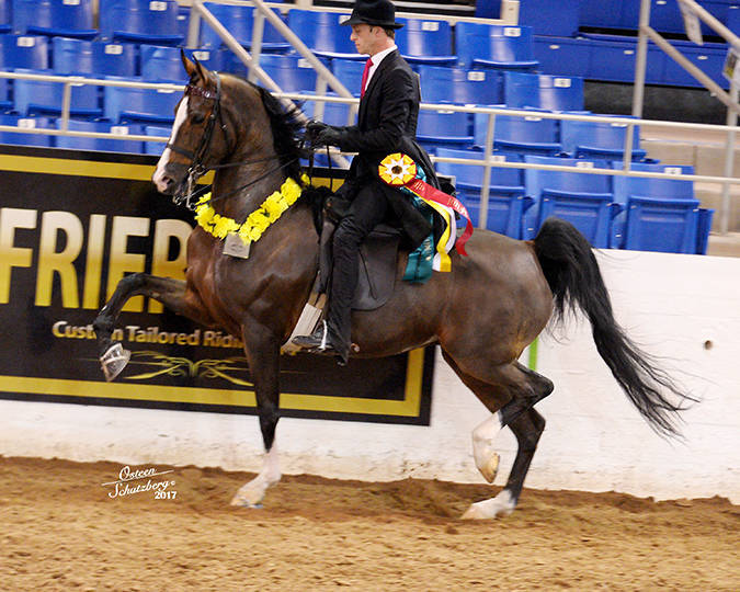 2017 Scottsdale Reserve Champion HA/AA English Pleasure AATR ~
MY SWEET FIRE 