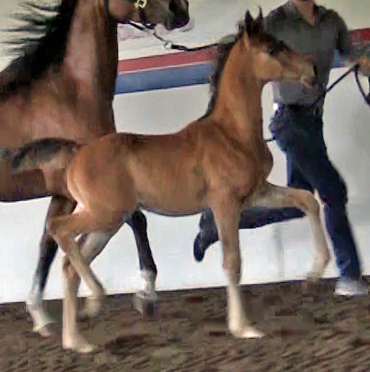 2017 bay colt Spectaculheir DGL (x Afires Heir)