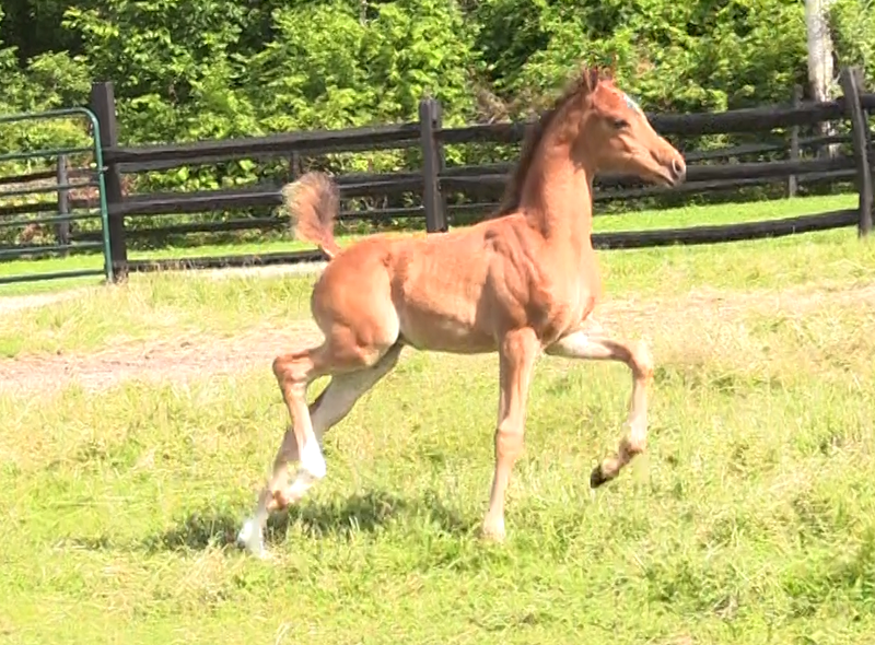 2017 bay colt (x Afires Heir)