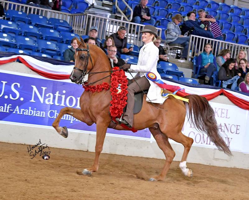 Dam of National Champion HARRY TROTTER (x Afire Bey V)