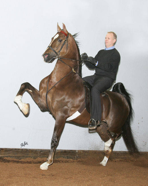 UNDULATA'S NUTCRACKER