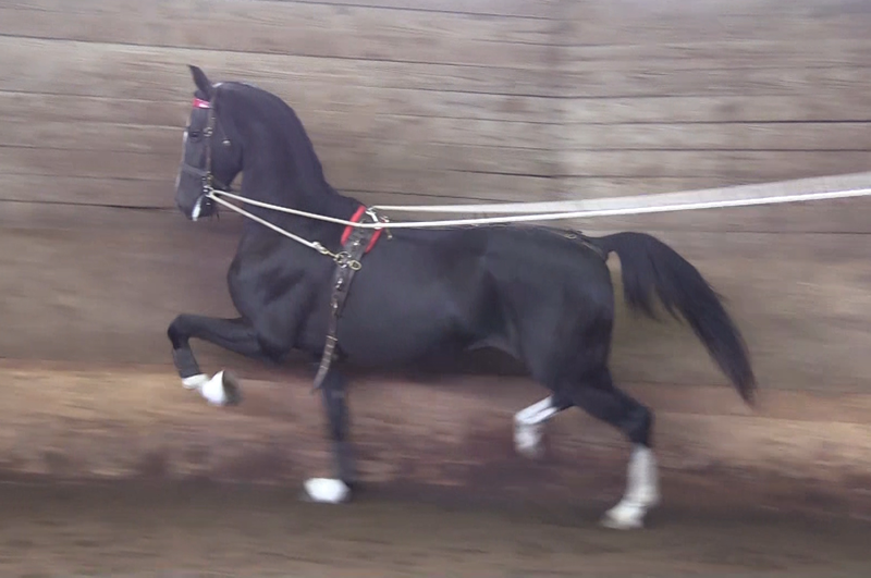 EBONY EXPRESS SS (Dark Express SS)