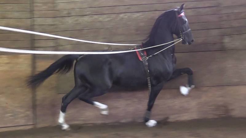 EBONY EXPRESS SS (Dark Express SS)