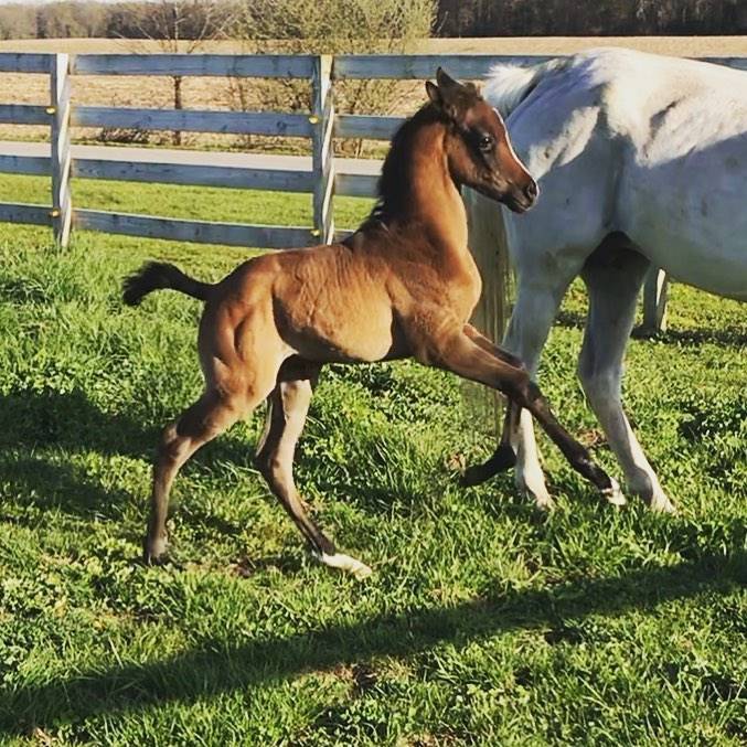 2018 Inception x Emigra (Eukaliptus x Emigracja by Palas)