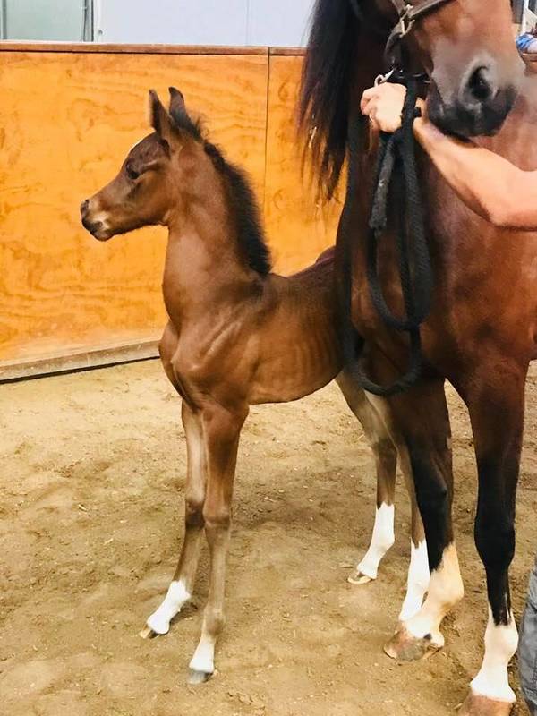 2018 filly INCEPTION x Afires Gold (Afire Bey V x BrassMis by Brass)