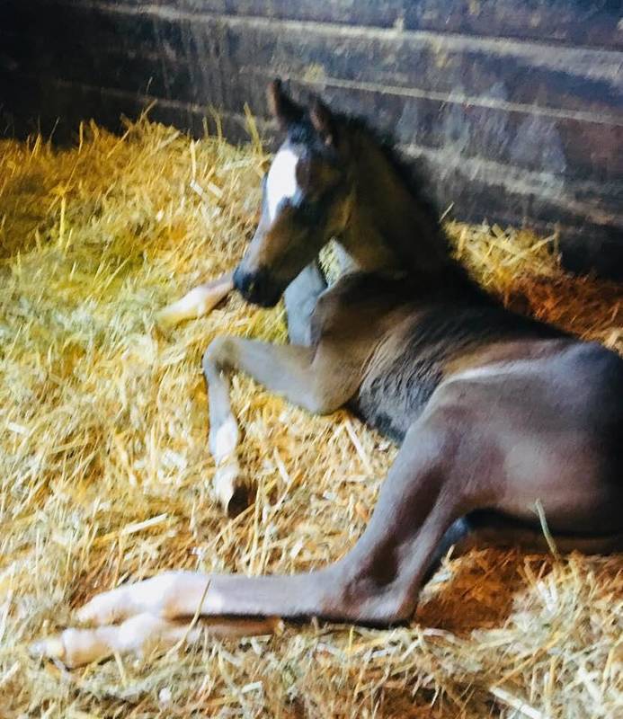 2018 filly by INCEPTION x Foxy Afire (Afire Bey V x Flame Dancer by Barbary)