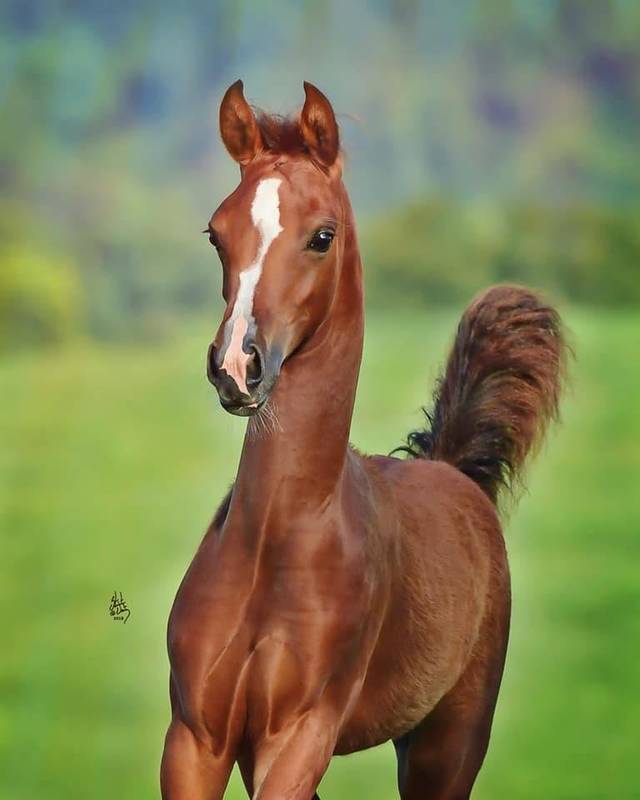 2018 filly by INCEPTION x Heirs Noble Love (Afires Heir x Noble Aprohodite by IXL Noble Express)