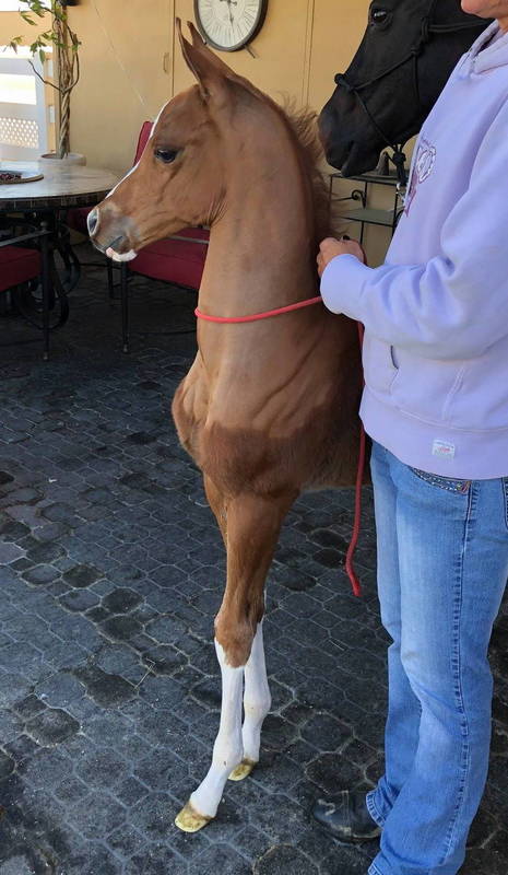 2018 colt INCEPTION x Rumina Afire (Afire Bey V x HL Raisa by The Chief Justice)