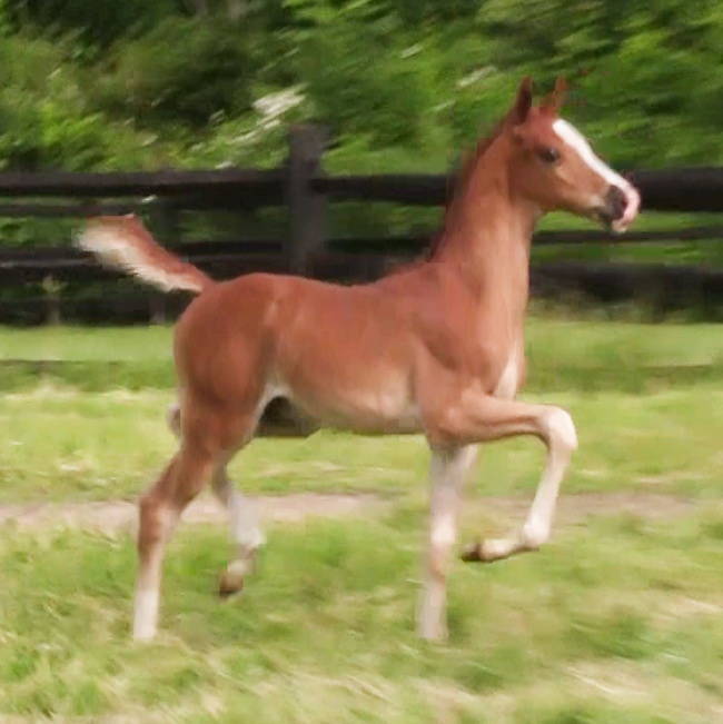 2018 Half-Arabian colt by INCEPTION x Sweet 'n Nutty by Undulata's Nutcracker