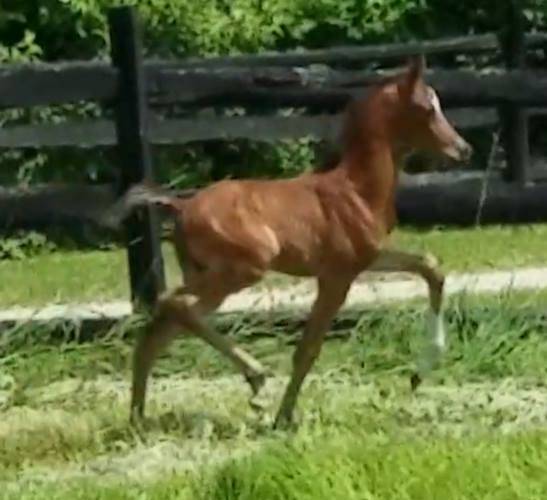 2018 filly by INCEPTION x Nannette Afire (Afire Bey V x Noble Jenna by IXL Noble Express)