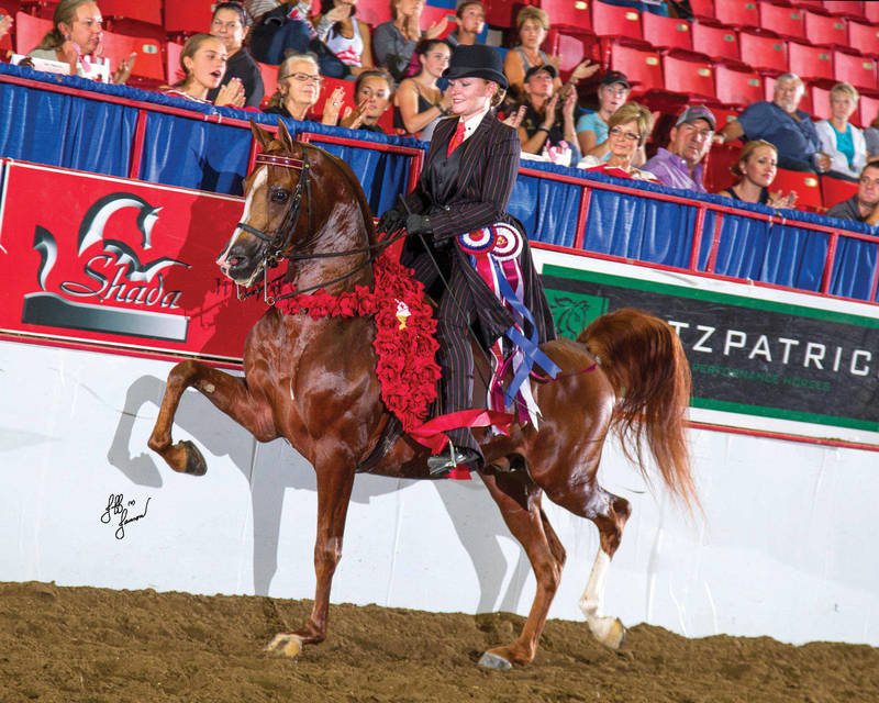 ROL DIVINE STYLE (sire)