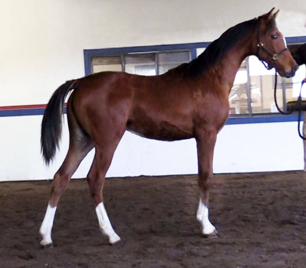 IN Fantasia as a yearling.