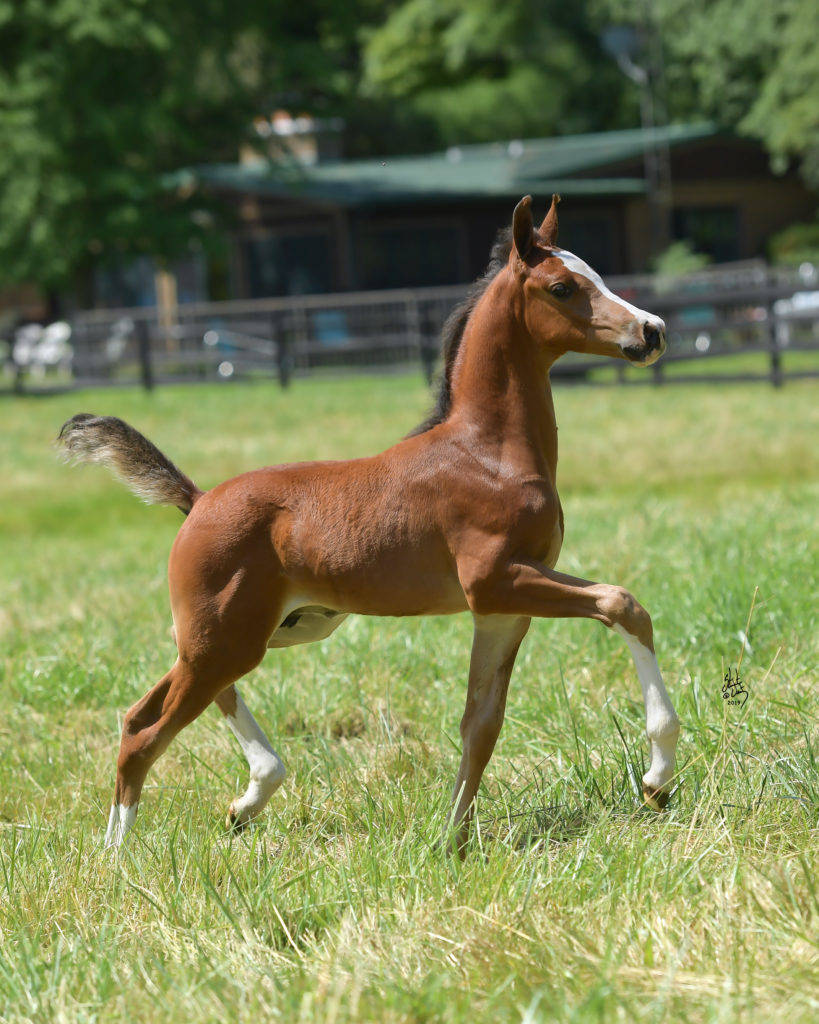 IN Famy as a colt in 2019.