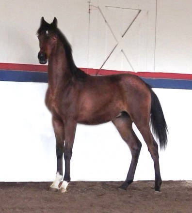 BEAU DGL