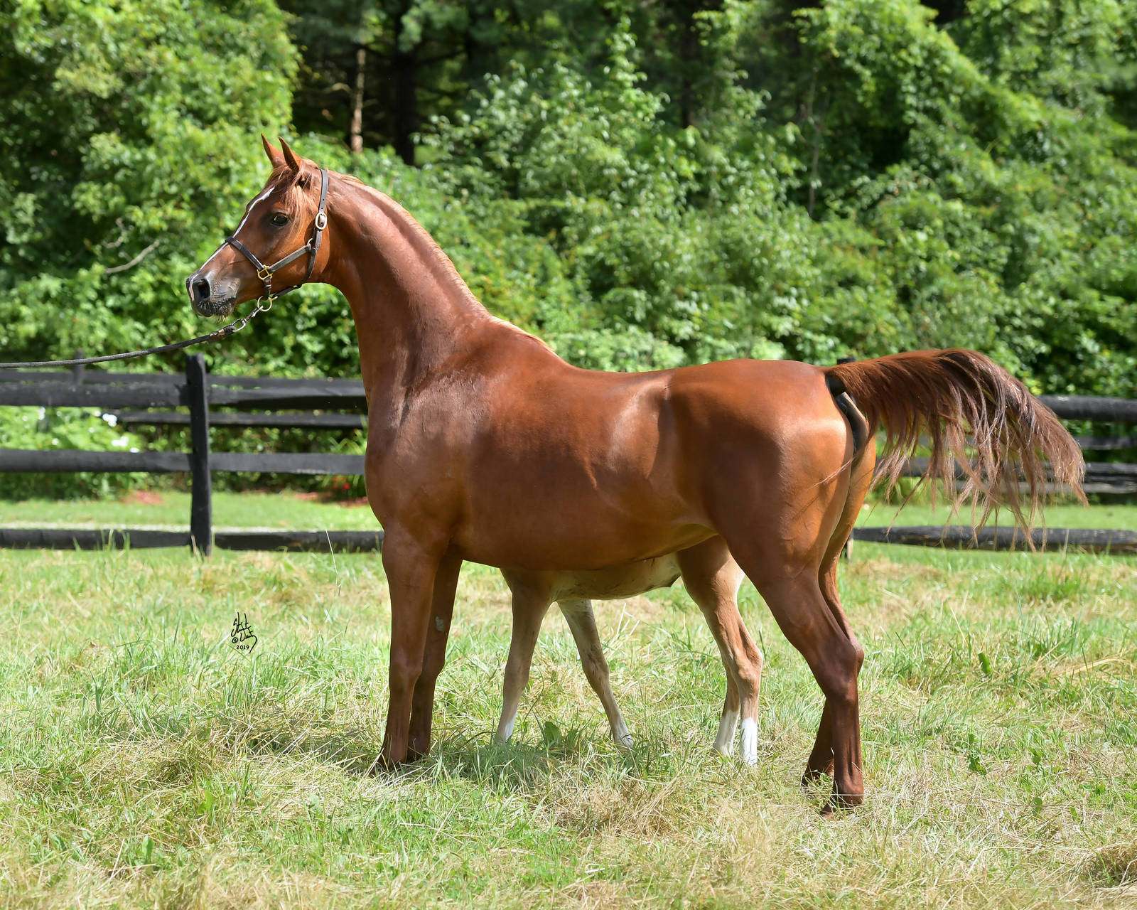 Noble Bacharah with 2019 filly by Afires Heir, Bachaheir DGL