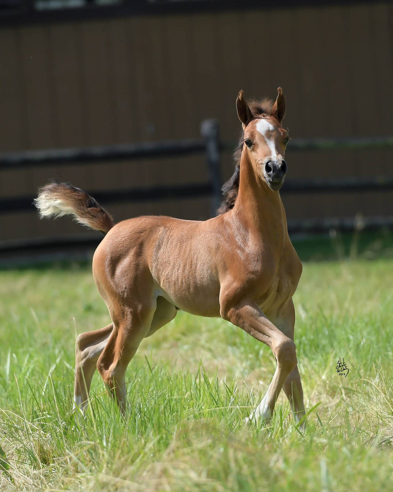 2019 filly by Afires Heir, Bachaheir DGL