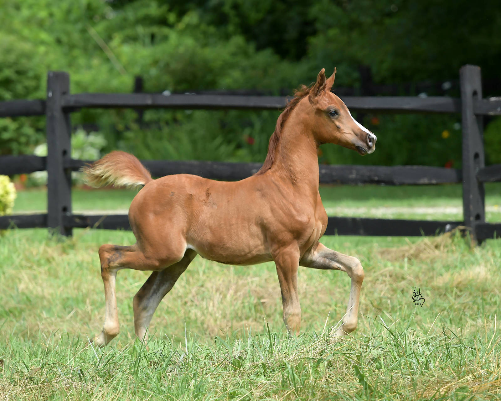 2019 filly BLHEIR DGL by Afires Heir