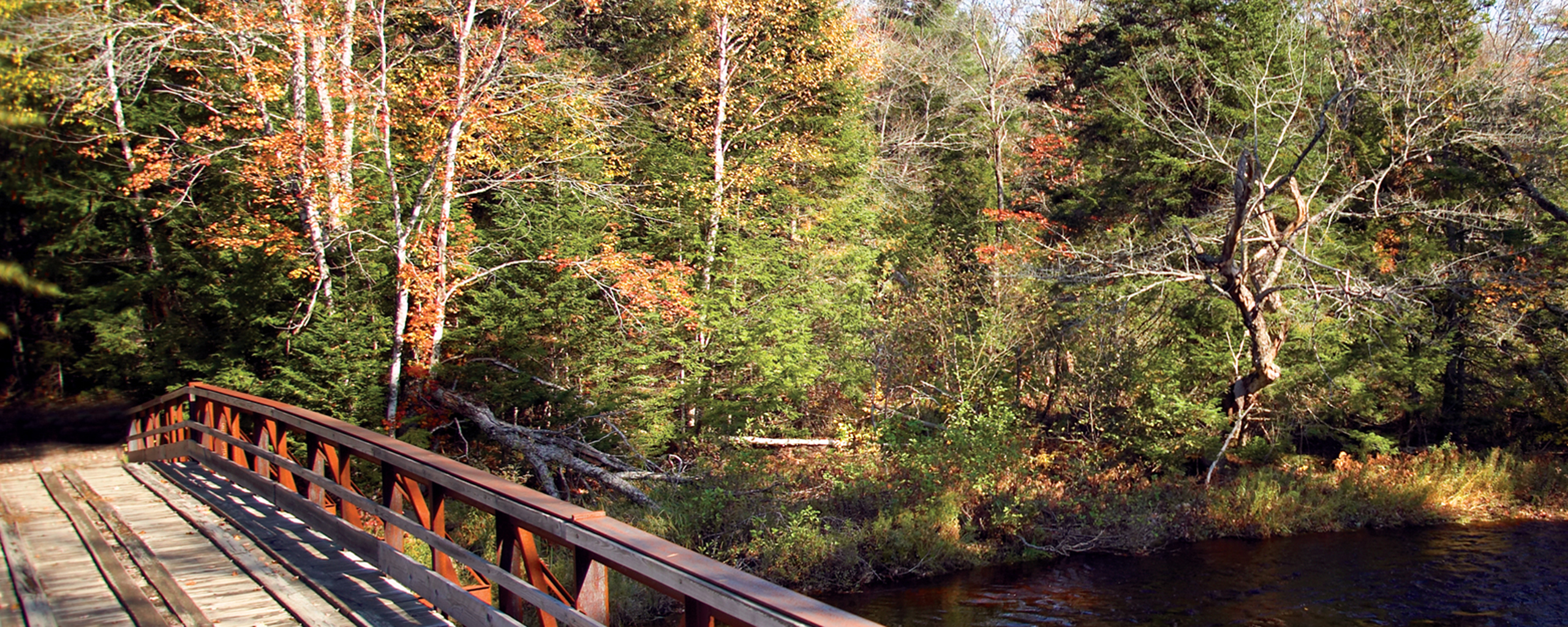 Contact Our Team Land of Experts American Forest Management