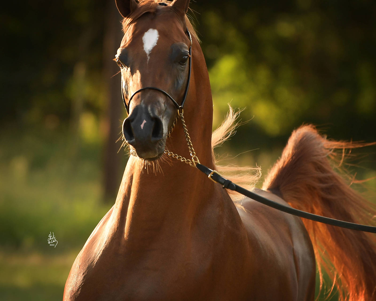 Lahab Albidayer by Stuart Vesty