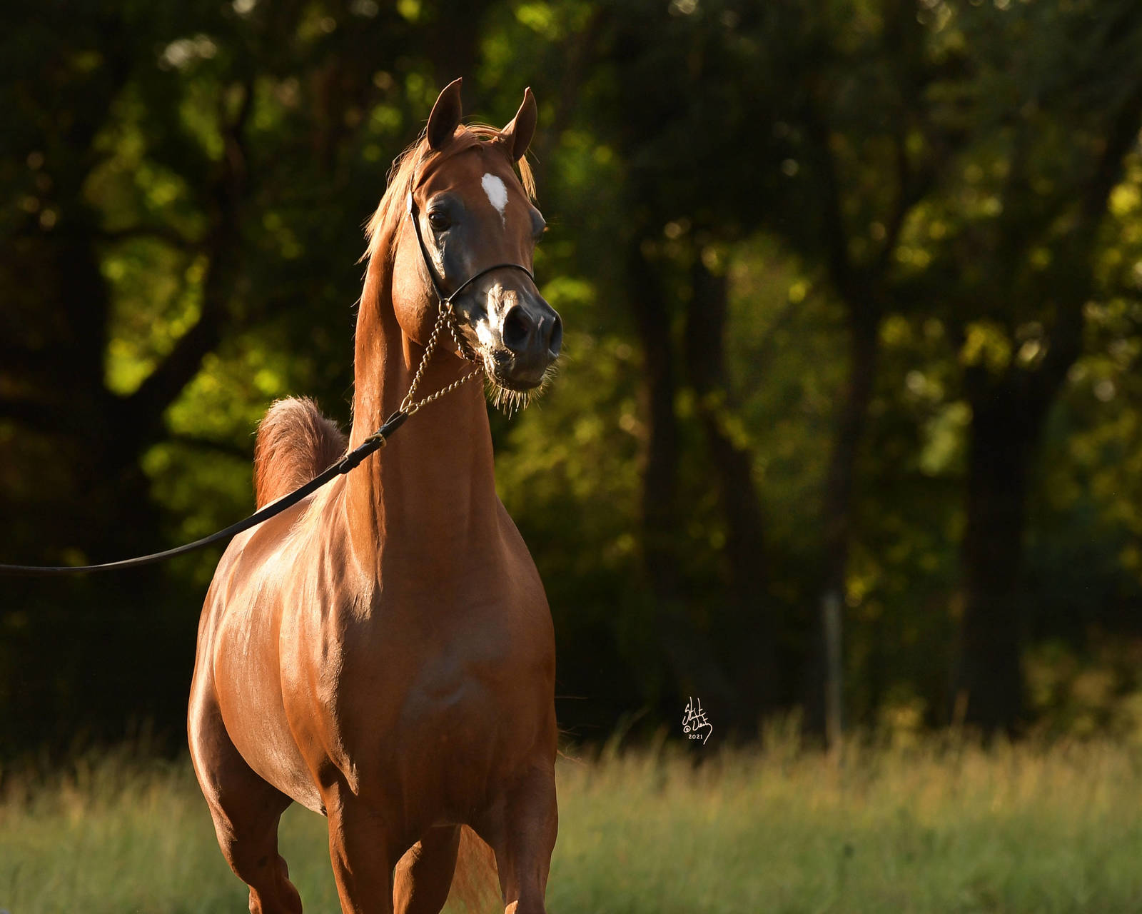 Lahab Albidayer by Stuart Vesty