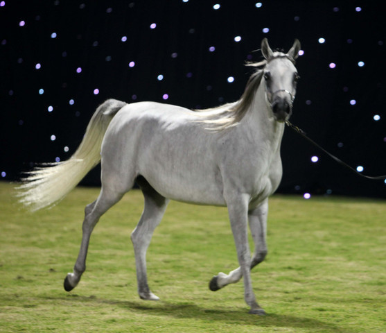 Ajman Show 2010 (Day 1)