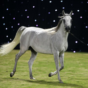 Ajman Show 2010 (Day 1)