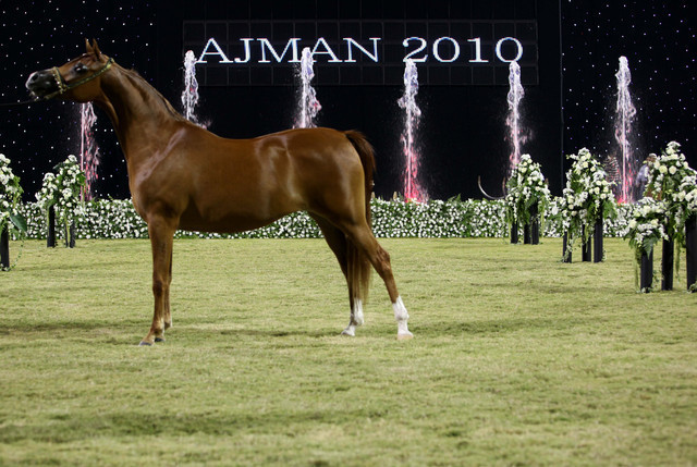 Ajman Show 2010 (Day 1)