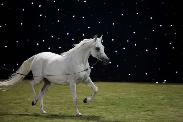 Ajman Show 2010 (Day 1)