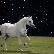 Ajman Show 2010 (Day 1)