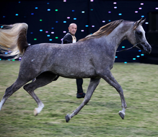Ajman Show 2010 (Day 1)