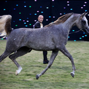 Ajman Show 2010 (Day 1)