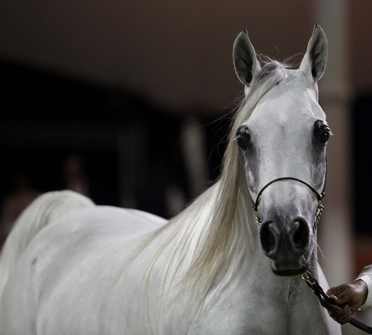 Ajman Show 2010 (Day 1)