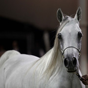 Ajman Show 2010 (Day 1)