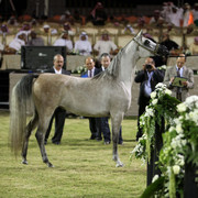Ajman Show 2010 (Day 1)