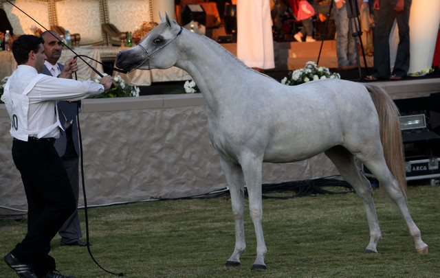 Ajman Show 2010 (Day 1)
