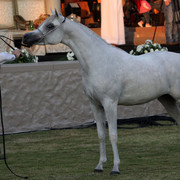 Ajman Show 2010 (Day 1)