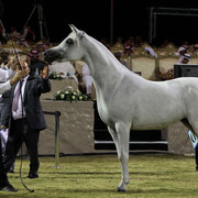 Ajman Show 2010 (Day 1)