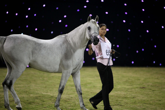 Ajman Show 2010 (Day 1)